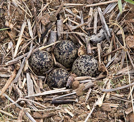 Wattled Plover eggs